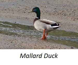 Animal MallardDuck