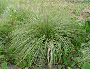 plant Deergrass