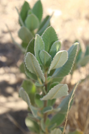 plant YerbaSanta