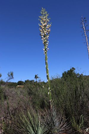 plant Yucca